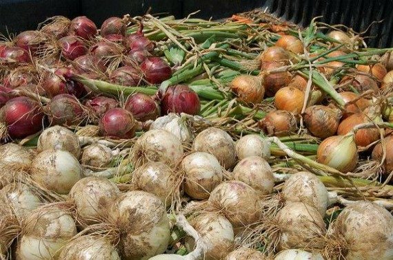 Когда выкапывать репчатый лук Сроки уборки лука с грядки Правила хранения Видео