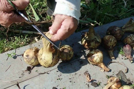 Когда выкапывать репчатый лук Сроки уборки лука с грядки Правила хранения Видео