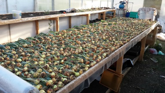 Когда выкапывать репчатый лук Сроки уборки лука с грядки Правила хранения Видео