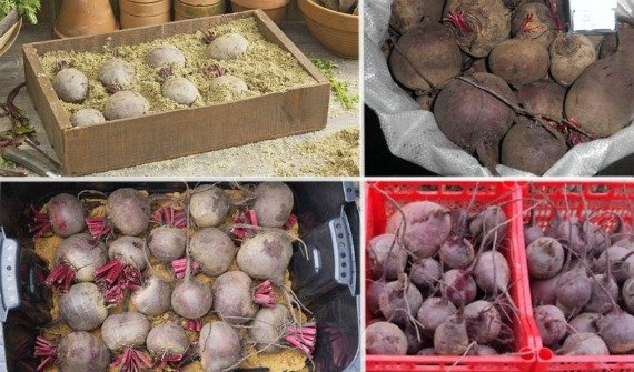 Когда убирать свеклу с грядки на хранение: сроки и правила уборки Фото Видео