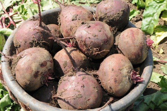 Когда убирать свеклу с грядки на хранение: сроки и правила уборки Фото Видео