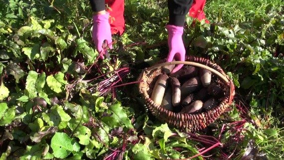 Когда убирать свеклу с грядки на хранение: сроки и правила уборки Фото Видео