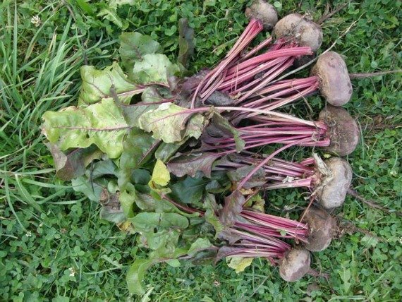 Когда убирать свеклу с грядки на хранение: сроки и правила уборки Фото Видео