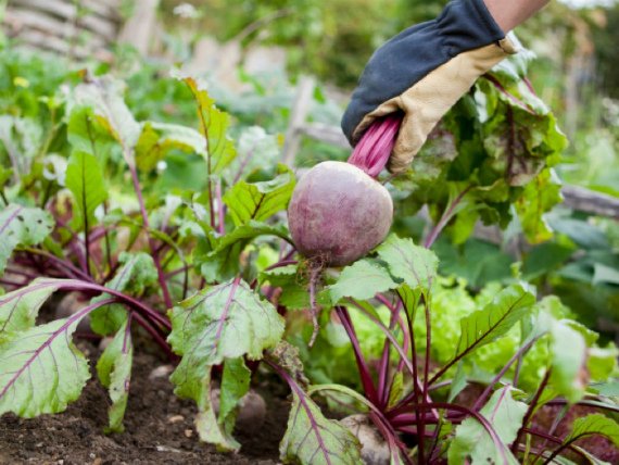 Когда убирать свеклу с грядки на хранение: сроки и правила уборки Фото Видео
