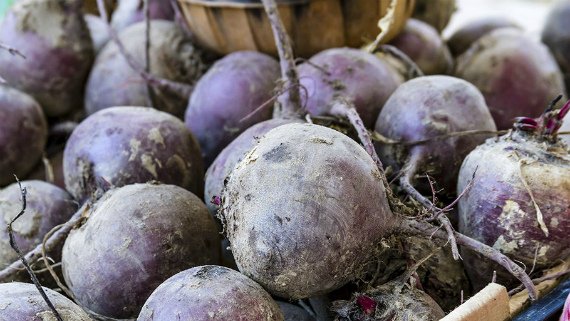 Когда убирать свеклу с грядки на хранение: сроки и правила уборки Фото Видео