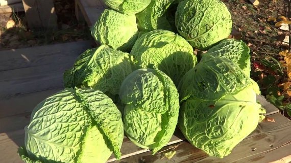 Когда убирать капусту с огорода на хранение по лунному календарю в 2019 году Фото Видео