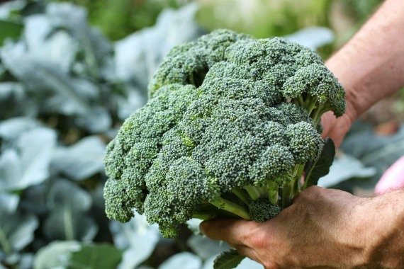 Когда убирать капусту с огорода на хранение по лунному календарю в 2019 году Фото Видео