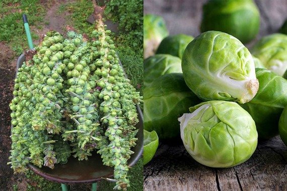 Когда убирать капусту с огорода на хранение по лунному календарю в 2019 году Фото Видео