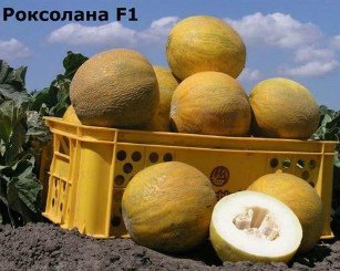 Когда и как сажать дыни на рассаду в 2019 году по лунному календарю, в регионах