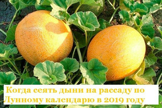 Когда и как сажать дыни на рассаду в 2019 году по лунному календарю, в регионах