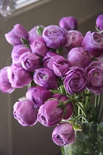 Короткі привітання з Трійцею у прозі