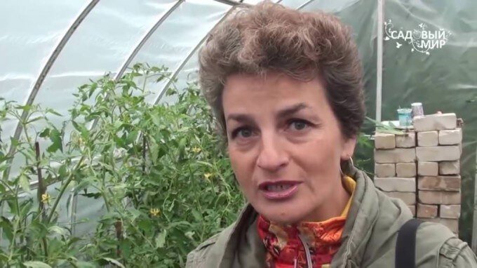 Кращі сорти ранніх томатів