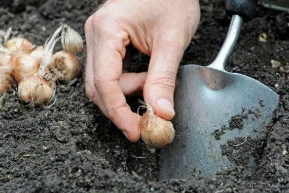 Крокусы посадка и уход в открытом грунте фото когда сажать