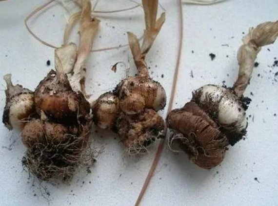 Крокусы посадка и уход в открытом грунте фото когда сажать