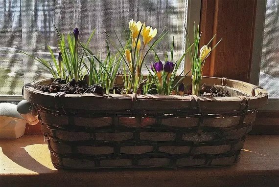 Крокусы посадка и уход в открытом грунте фото когда сажать