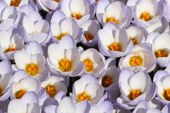 Крокусы посадка и уход в открытом грунте фото когда сажать