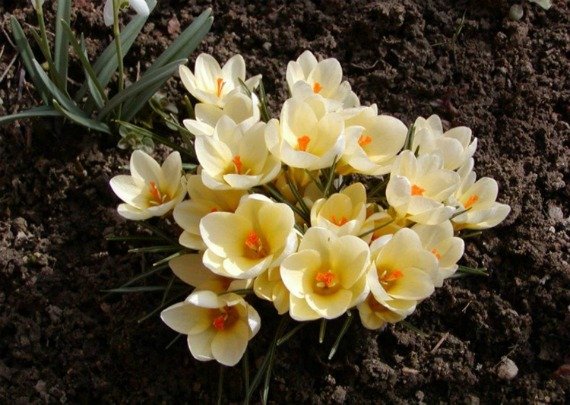 Крокусы посадка и уход в открытом грунте фото когда сажать