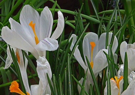 Крокусы посадка и уход в открытом грунте фото когда сажать