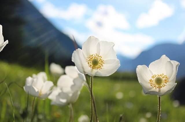 Квіти анемони: посадка і догляд у відкритому грунті