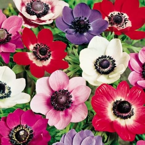 Квіти анемони: посадка і догляд у відкритому грунті