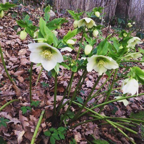 Квіти анемони: посадка і догляд у відкритому грунті