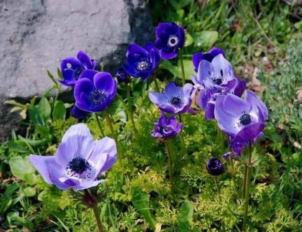 Квіти анемони: посадка і догляд у відкритому грунті