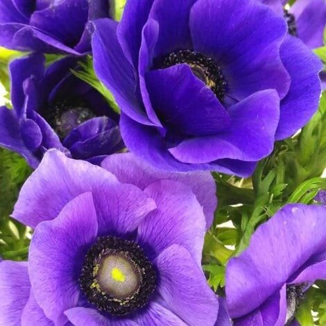 Квіти анемони: посадка і догляд у відкритому грунті