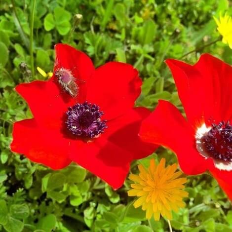 Квіти анемони: посадка і догляд у відкритому грунті