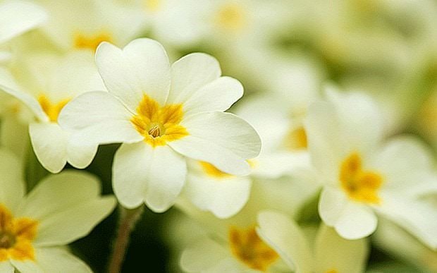 Квіти примула: фото, опис, посадка і догляд домашніх умовах