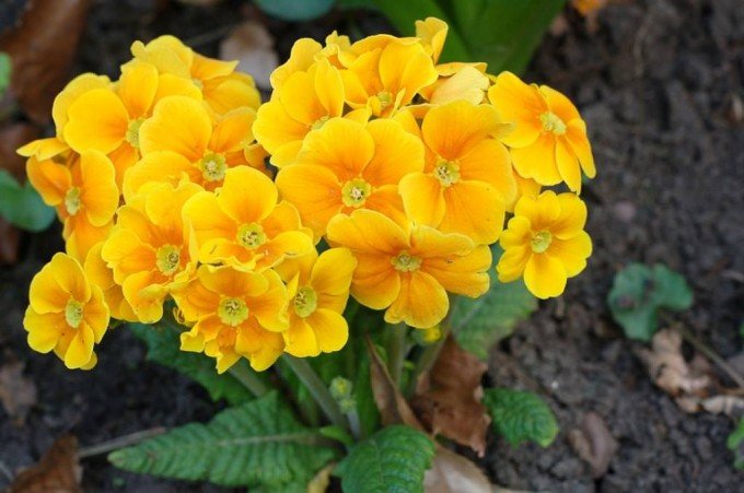 Квіти примула: фото, опис, посадка і догляд домашніх умовах