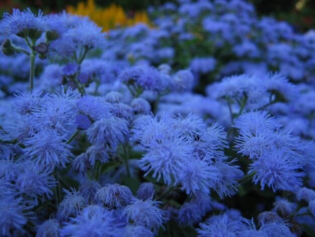 Квітка агератум: опис, особливості вирощування у відкритому грунті