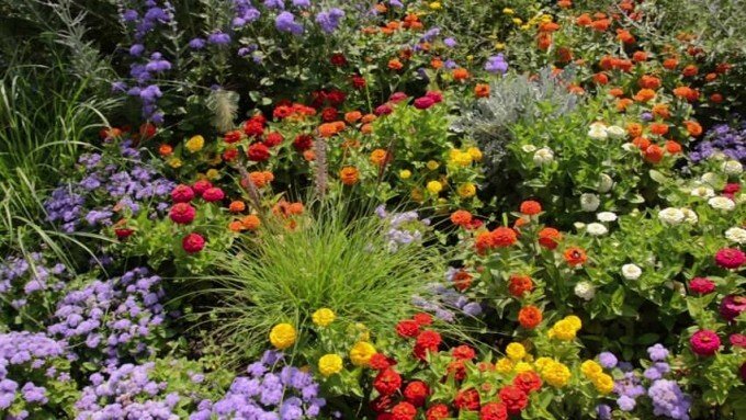 Квітка агератум: опис, особливості вирощування у відкритому грунті