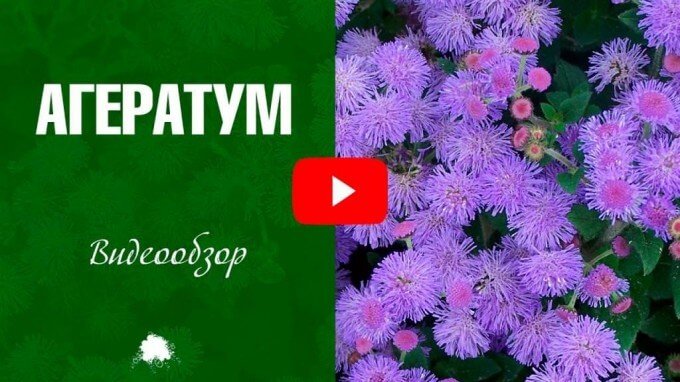 Квітка агератум: опис, особливості вирощування у відкритому грунті