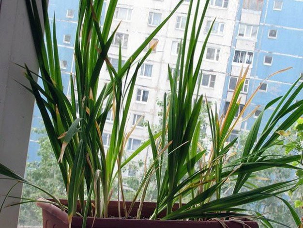 Квітка фрезія: фото, посадка і догляд в домашніх умовах