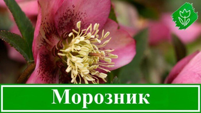 Квітка морозник: фото, опис, посадка і догляд