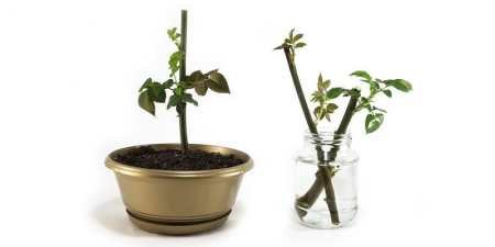 Кімнатна троянда – догляд в домашніх умовах, вибір освітлення, як обрізати, пересаджувати і розмножувати квітку