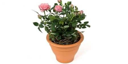 Кімнатна троянда – догляд в домашніх умовах, вибір освітлення, як обрізати, пересаджувати і розмножувати квітку