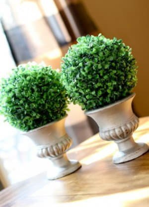 Кімнатний самшит: догляд і вирощування