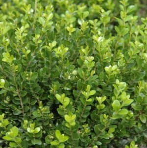 Кімнатний самшит: догляд і вирощування