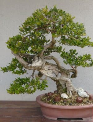 Кімнатний самшит: догляд і вирощування