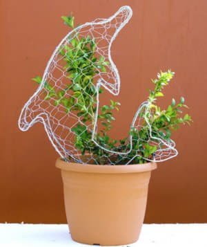 Кімнатний самшит: догляд і вирощування