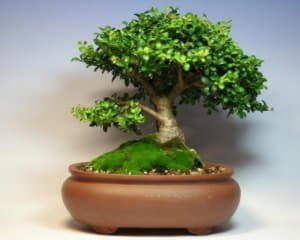 Кімнатний самшит: догляд і вирощування