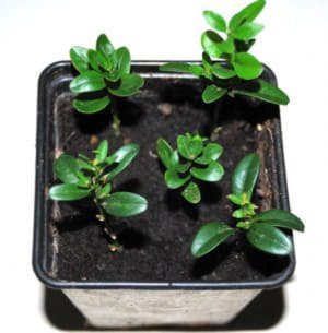 Кімнатний самшит: догляд і вирощування