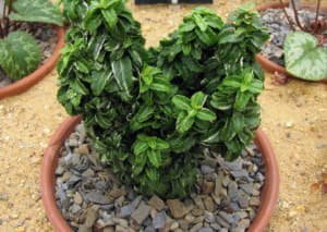 Кімнатний самшит: догляд і вирощування