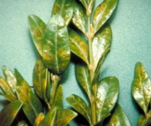 Кімнатний самшит: догляд і вирощування