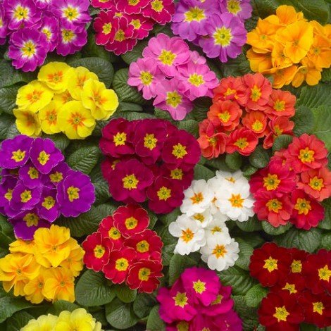 Догляд за примулою в домашніх умовах: фото та практичні поради