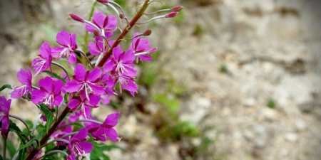 Кіпрей – корисні властивості, протипоказання, народні рецепти