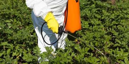 Лазурит від бур’янів на картоплі – інструкція по застосуванню