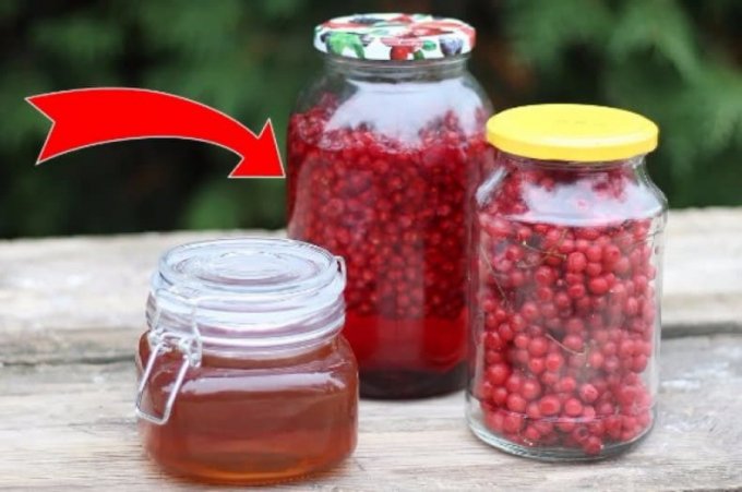 Лікувальні властивості китайського лимонника, користь і шкода червоних ягід