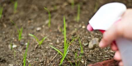 Оцет від бур’янів — способи використання з сіллю, лимонною кислотою або додаванням мила